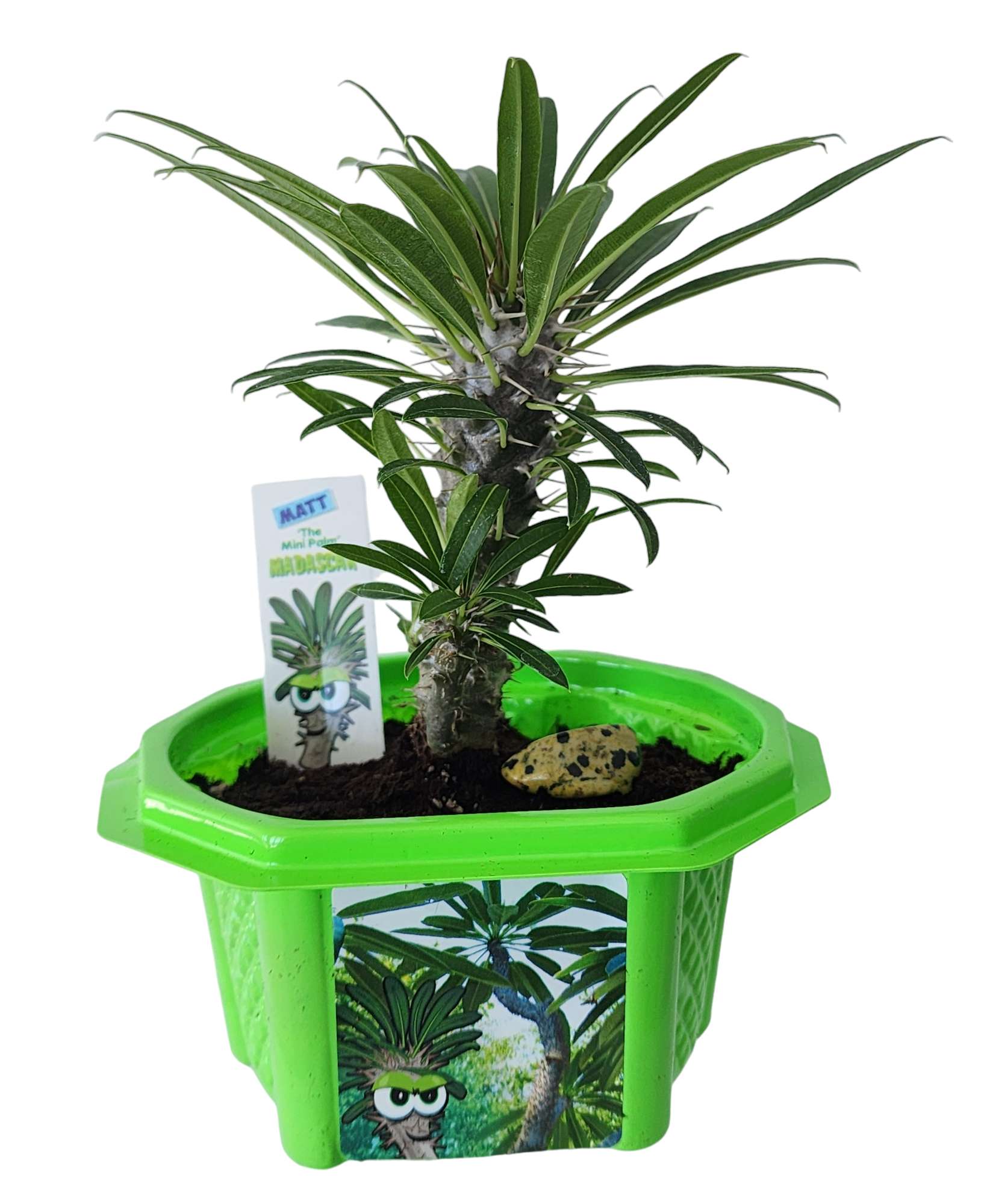 mini palm plant Toys By Nature Matt the Madagascar Mini Palm