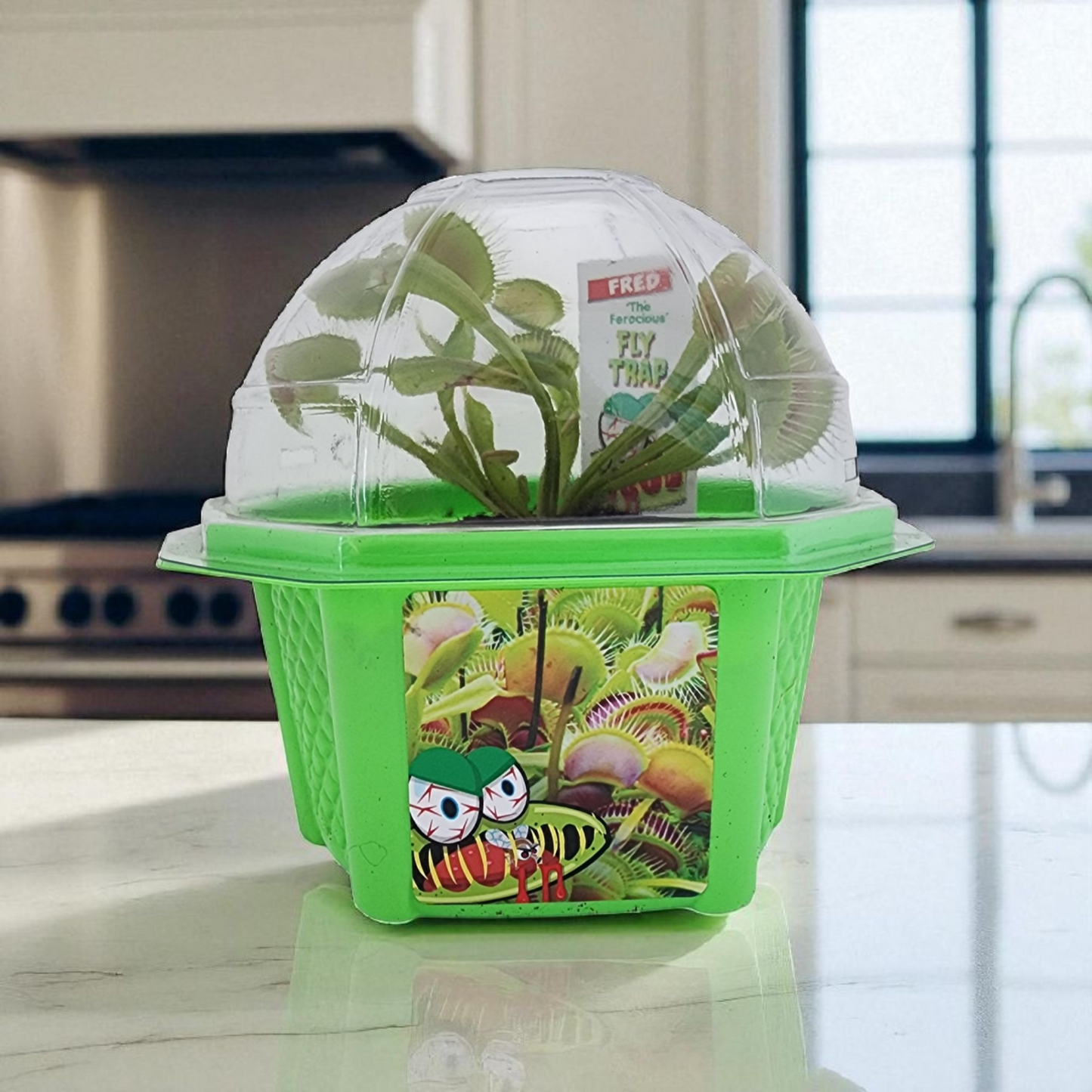 Fred 'The Ferocious' Flytrap Micro Dome Terrarium