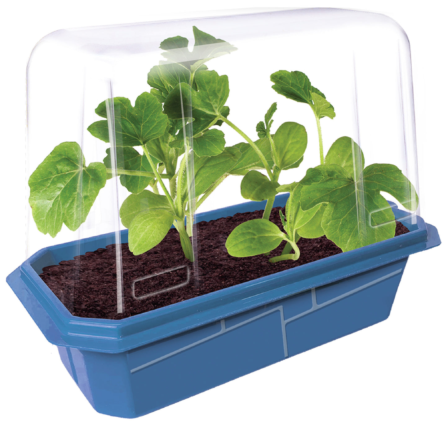 Mini Melons Sprouter Terrarium