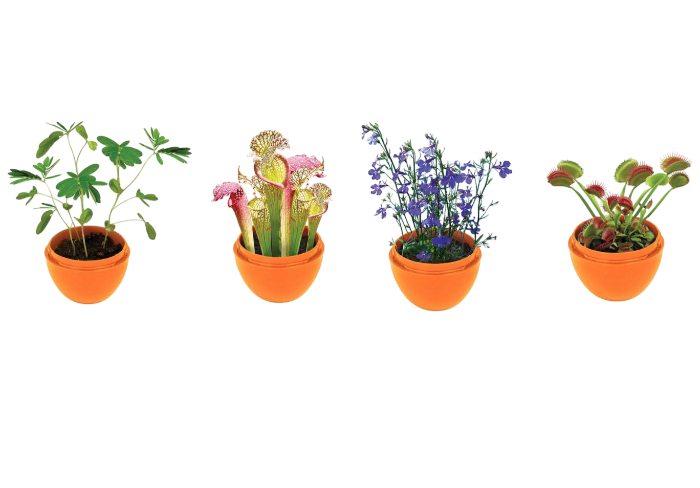 Mini Terrarium Bundle - 1 Each of 7 Varieties