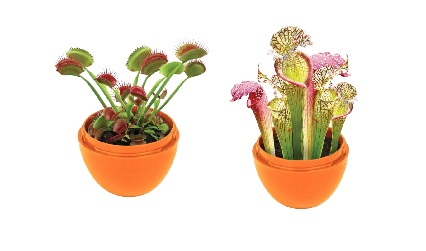 Carnivorous Mini Terrarium Bundle - 2 Each of 3 Varieties