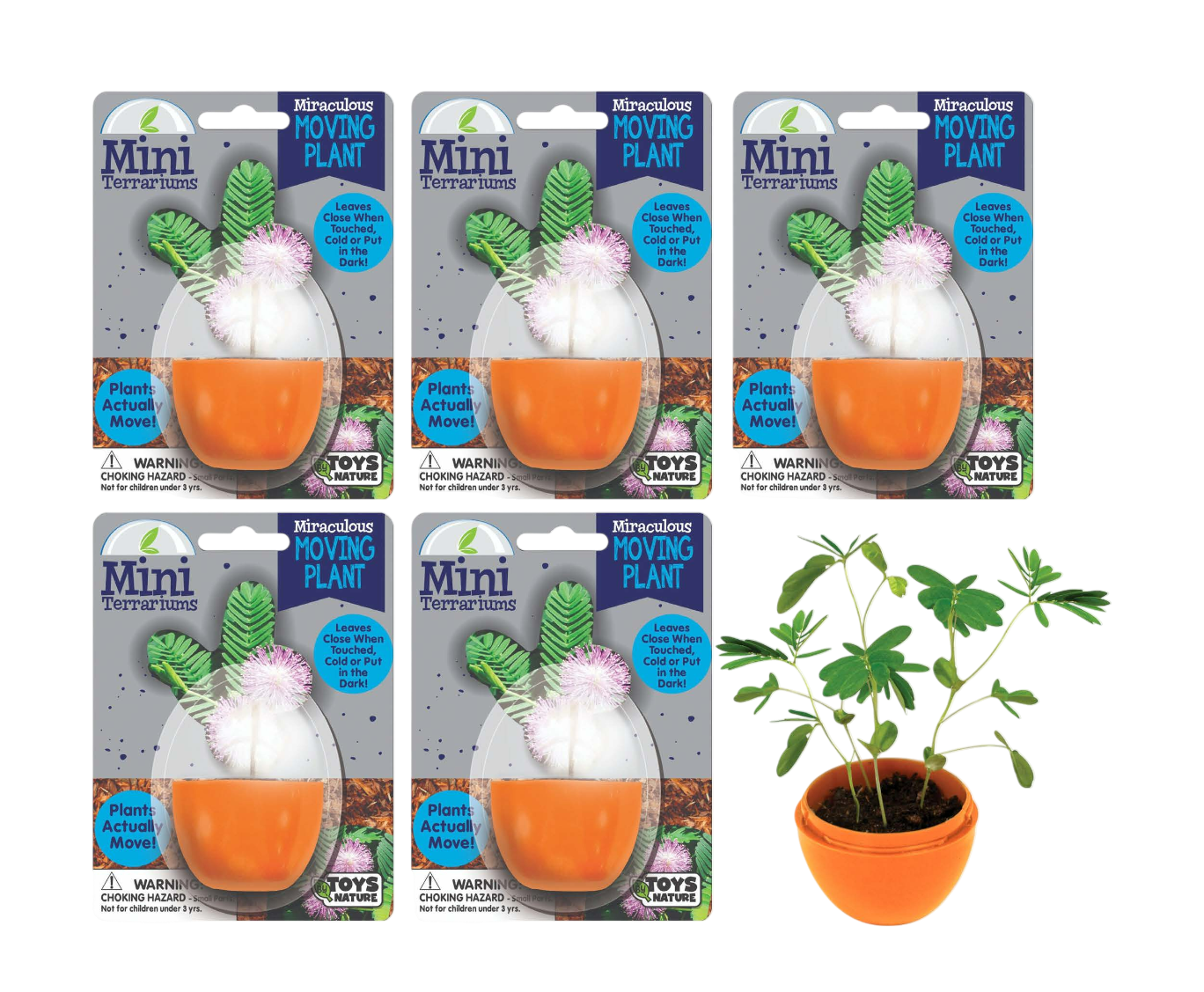 Mini Terrarium Moving Plant - Multipack of 5