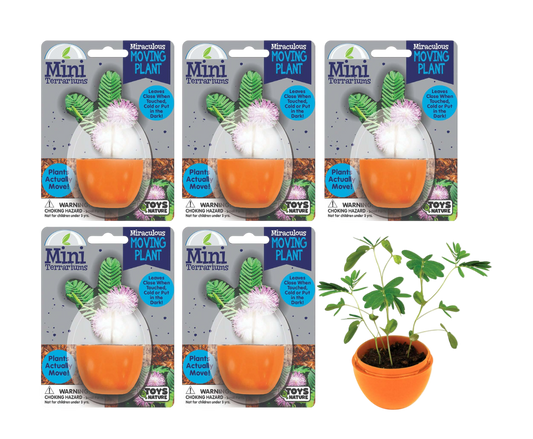 Mini Terrarium Moving Plant - Multipack of 5