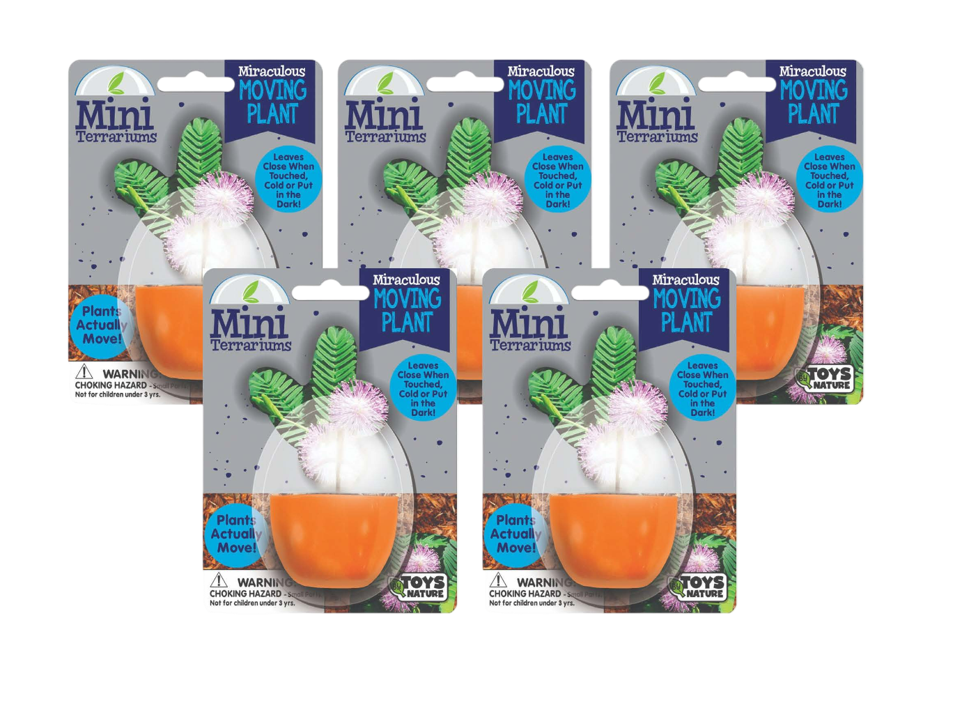 Mini Terrarium Moving Plant - Multipack of 5