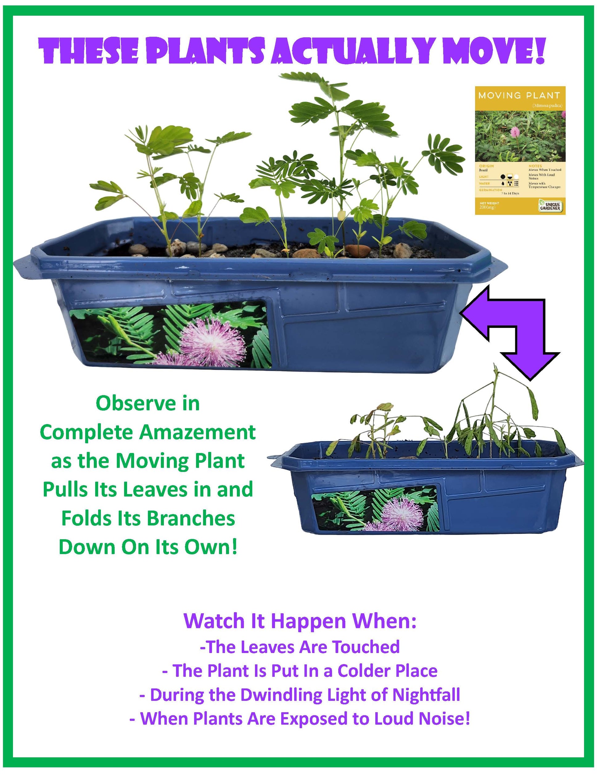 moving plant terrarium The Astounding Moving Plant Sprouter Terrarium – Unique Gardener