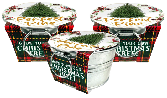 Perfect Pine - Grow Your Own Christmas Tree Multipack of 3