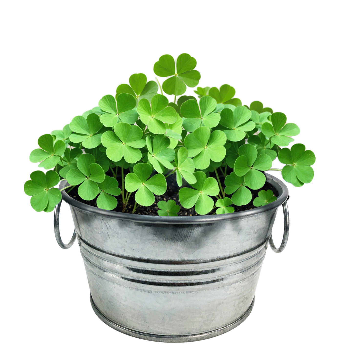 multipack plant pots Pot O' Good Luck