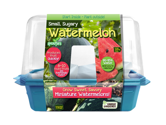 Small, Sugary Watermelon Sprouter Terrarium