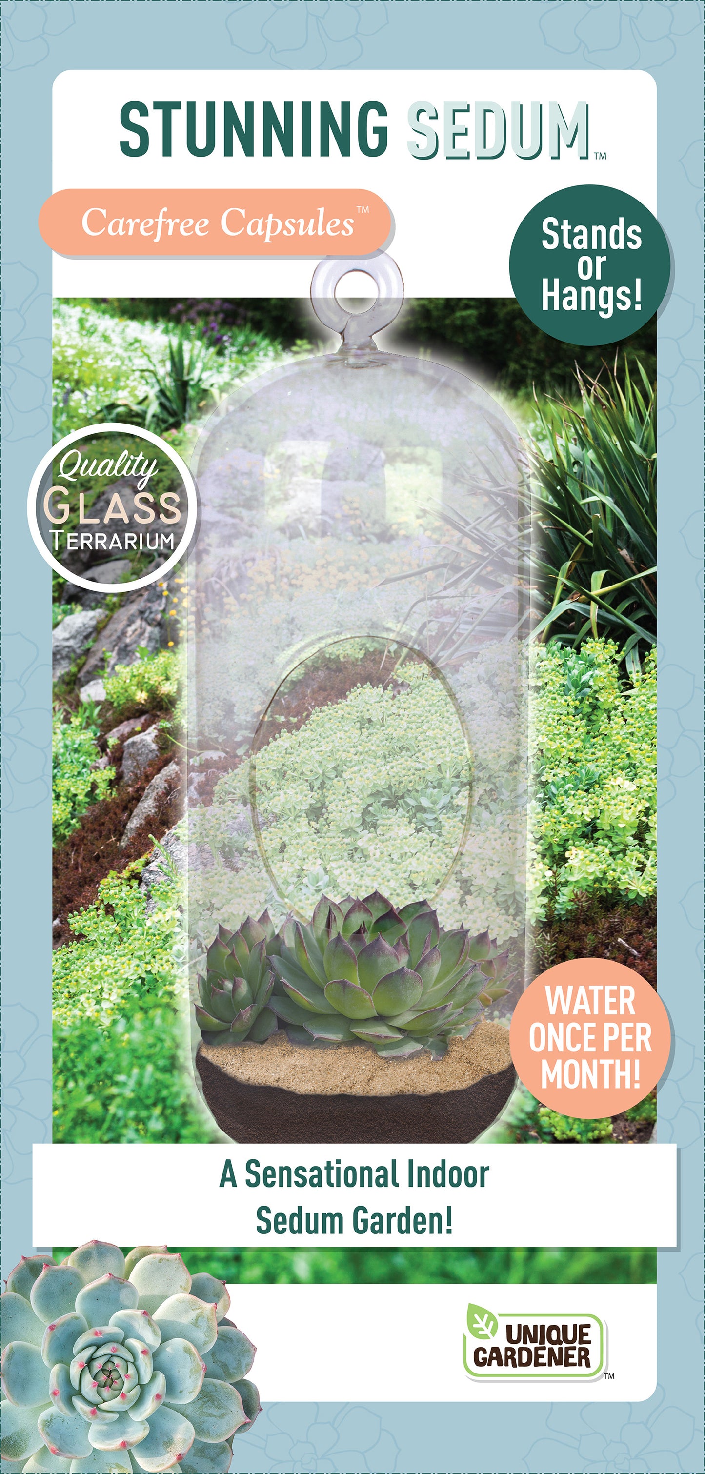 Stunning Sedum Glass Terrarium Seed Starting Kit