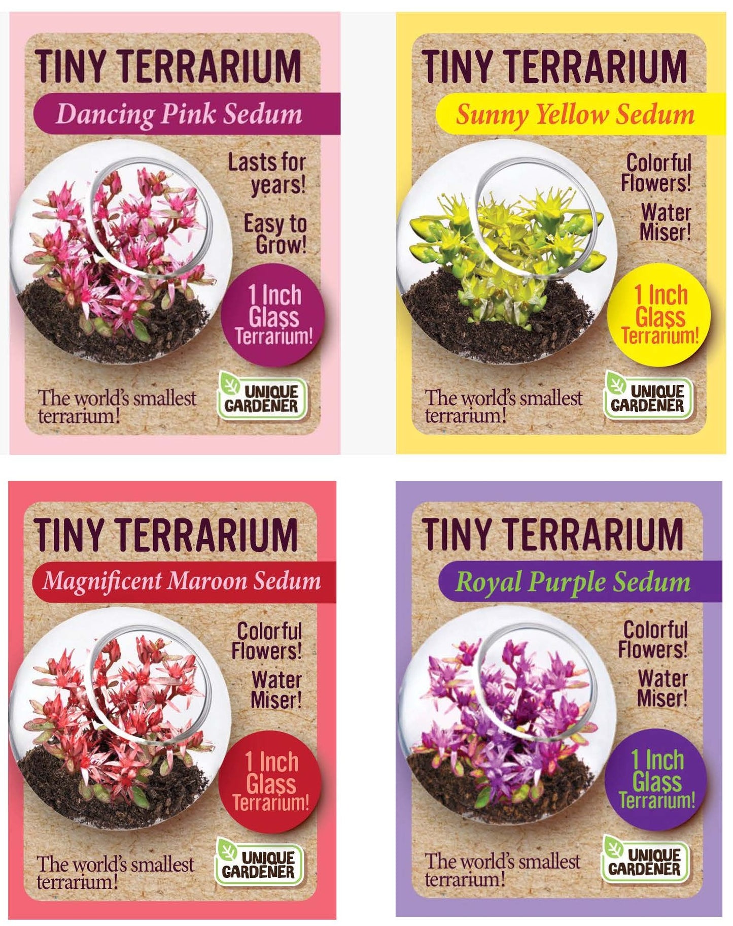 Sedum Tiny Terrariums Bundle - 1 each of 4 Varieties