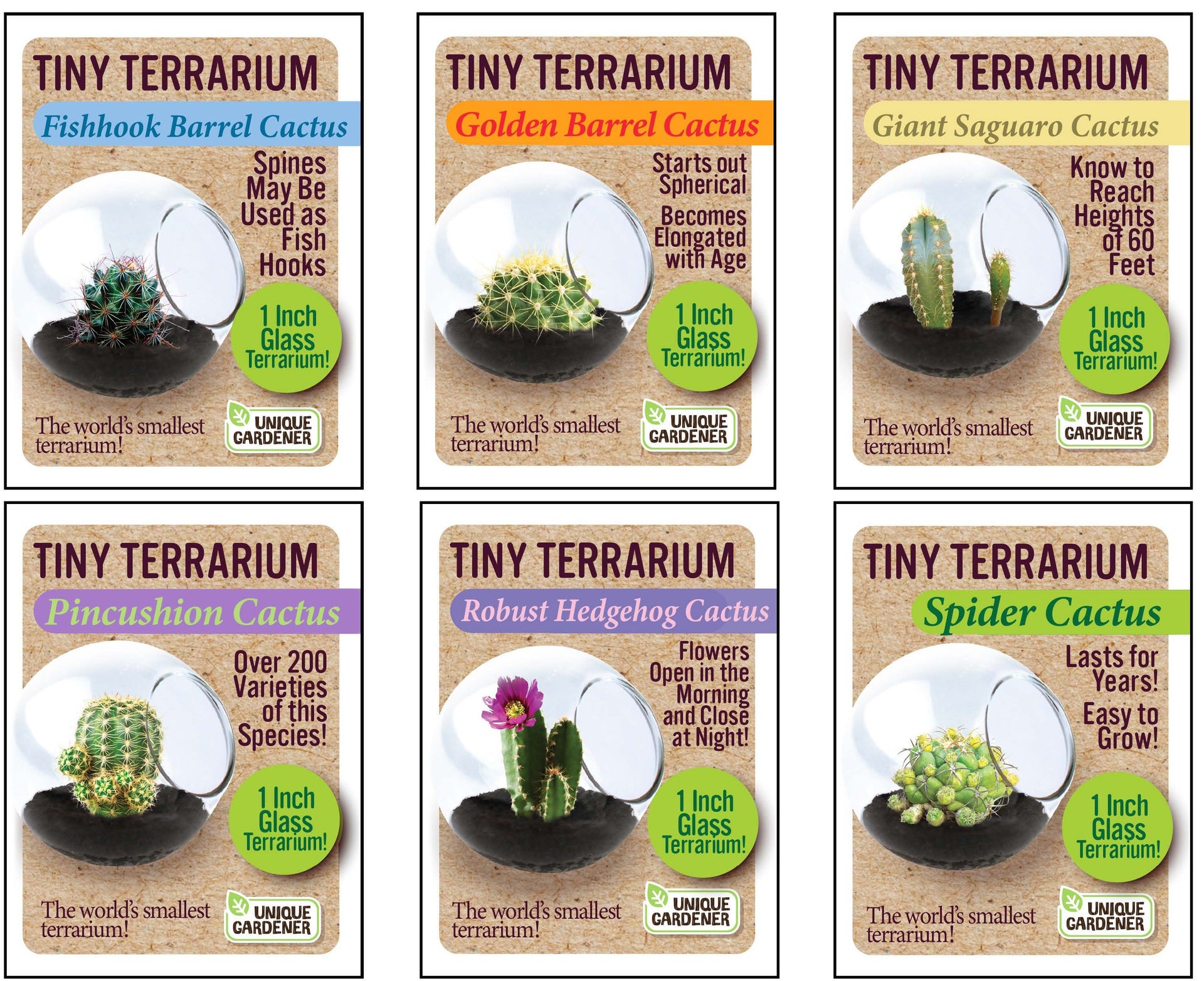 ewiges terrarium kaktus Cacti Tiny Terrariums Bundle