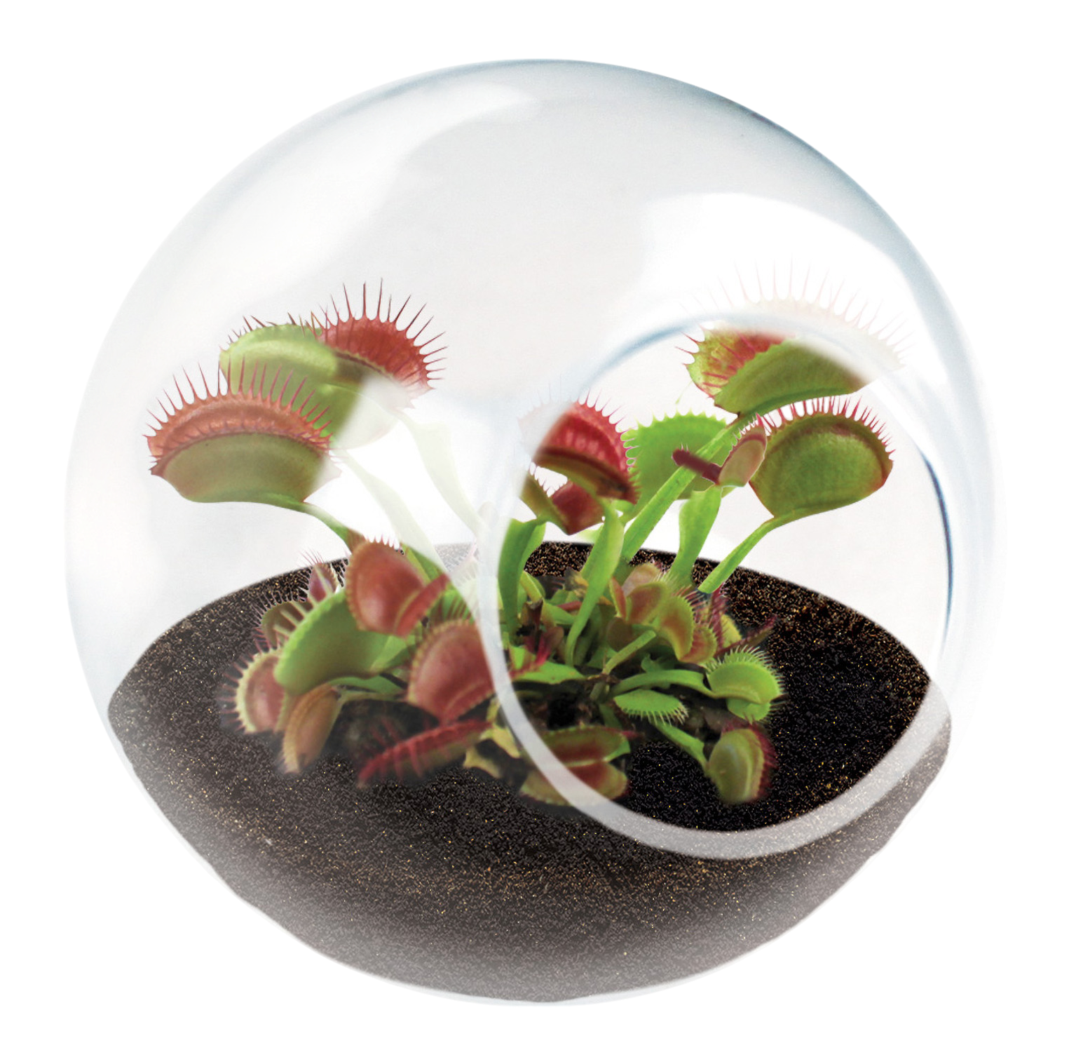 terrarium for pitcher plants Carnivorous Tiny Terrariums Bundle